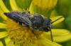 Coelioxys aurolimbata